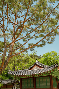 Summer of Jongmyo Shrine