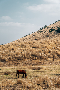 Horse on dry grass field