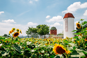 Sunflower field