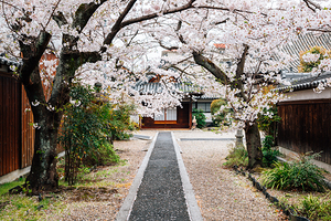 Imaicho cherry blossoms road
