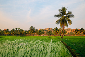 Hampi green rice field