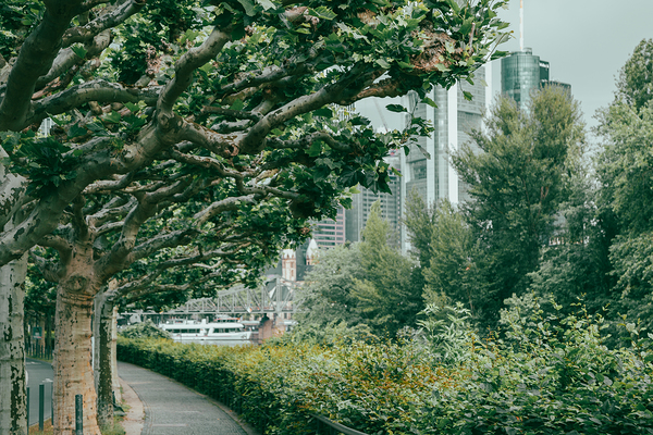 green forest city Print