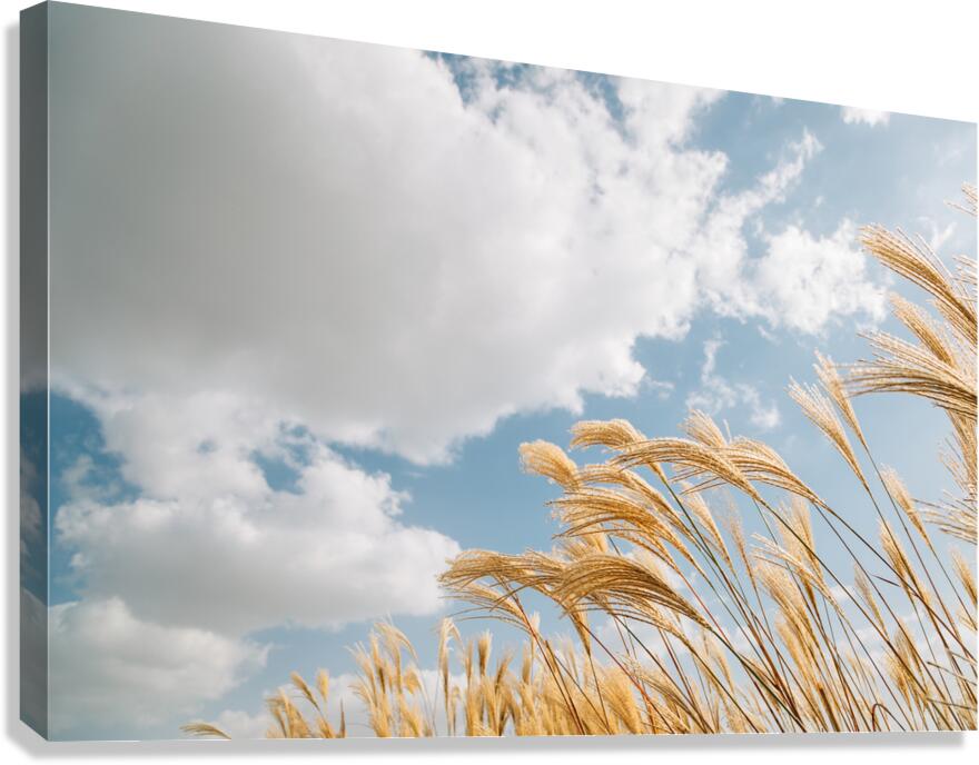 Autumn reeds Canvas Print