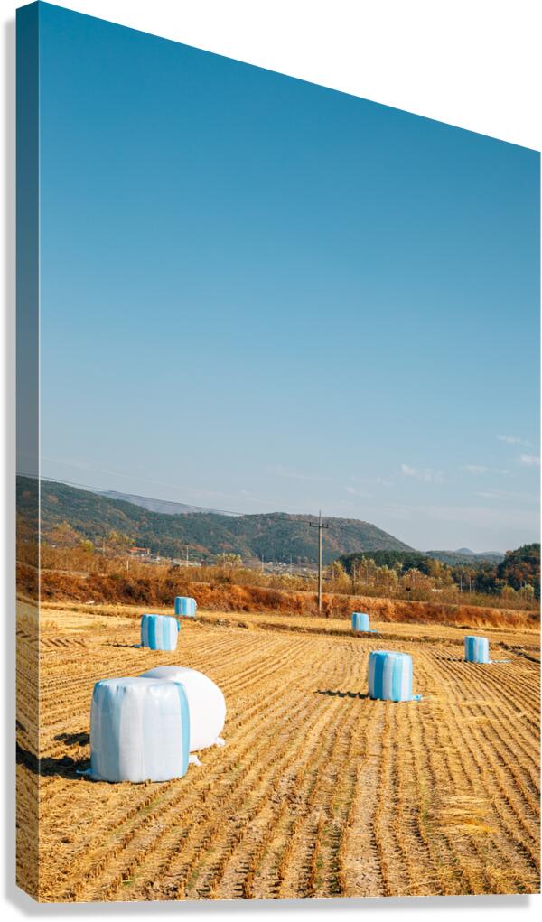 Autumn paddy field Canvas Print