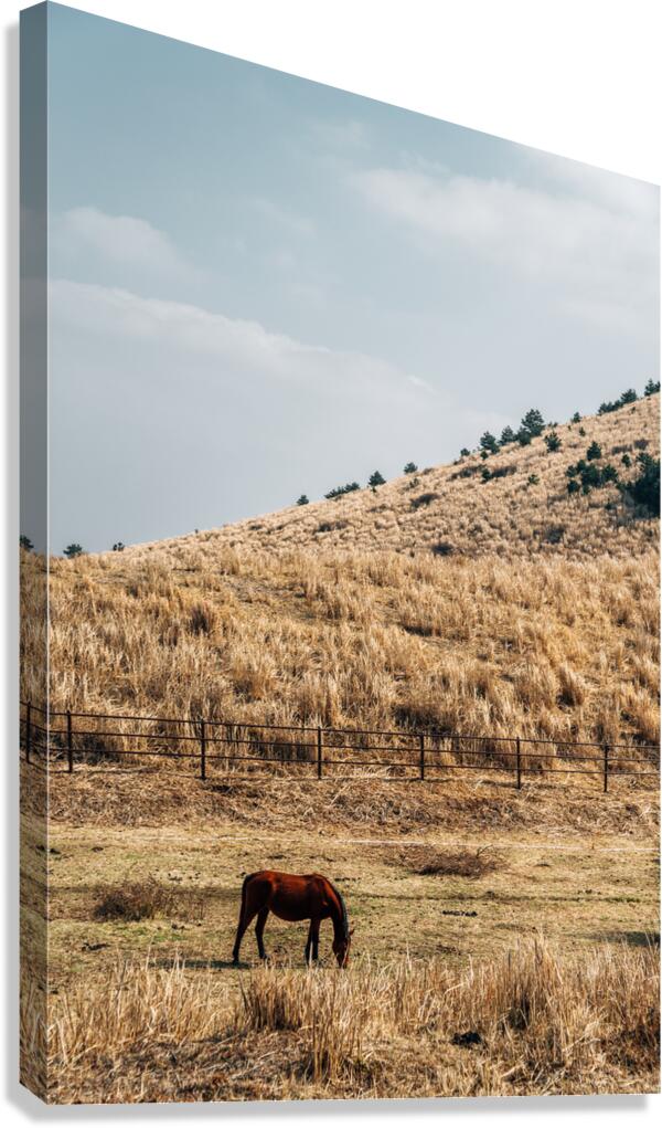 Horse on dry grass field Canvas Print