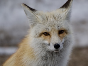 Red fox