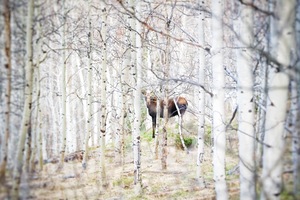Trying to remain anonymoose
