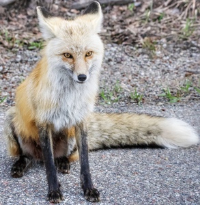 Vixen full body