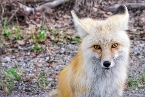 Vixen 