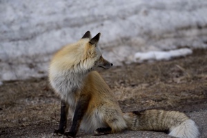 red fox full body