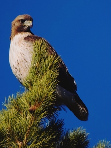 Red-tailed Hawk