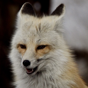 black tipped ear fox
