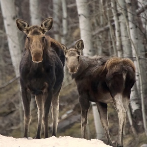 Bullwinkle and his mom