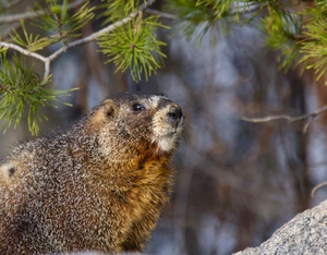 Marmot