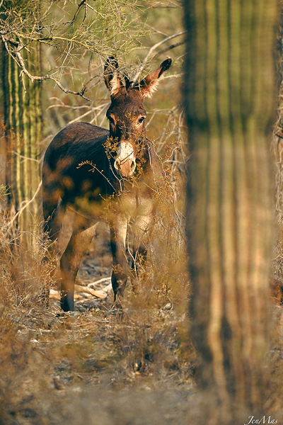 DSC 5098 Print