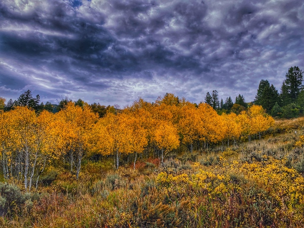 Dramatic fall colors Print
