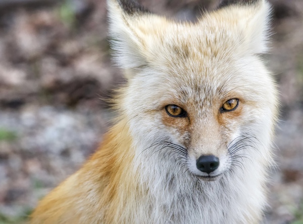 Vixen up close Print