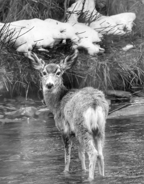 Deer Print