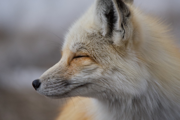 Red fox side view Print