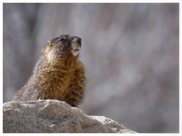 Happiness is...sunbathing on the rocks by JenMas