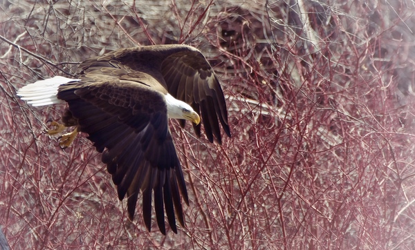 Bald Eagle flying Print