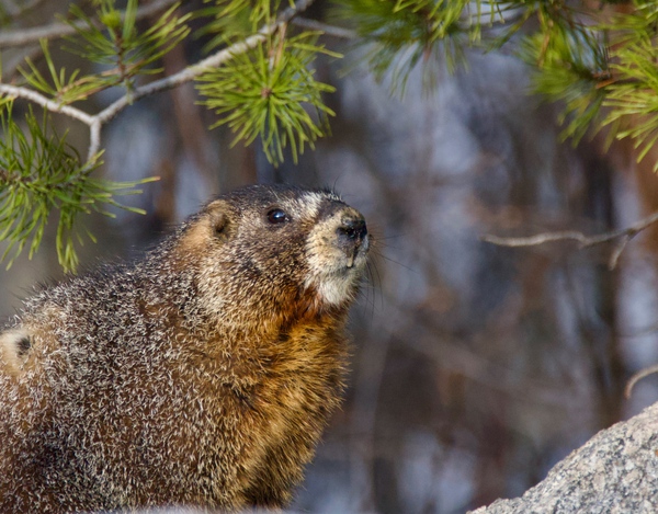 Marmot Print
