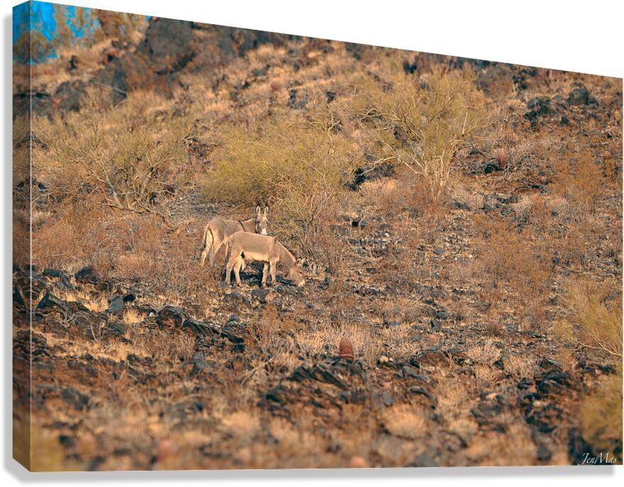 DSC 5281 Canvas Print