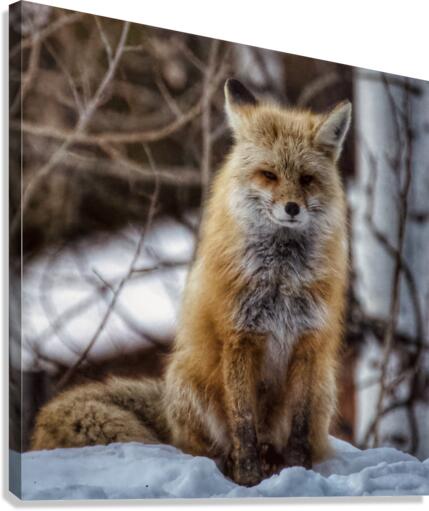 Sitting pretty Canvas Print