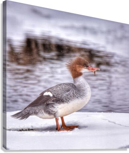 Common Merganser Canvas Print