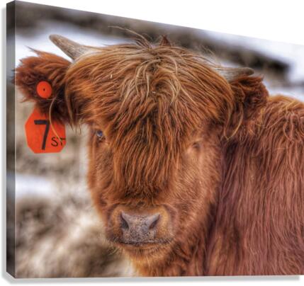 Cow Canvas Print