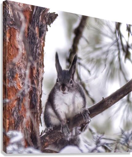 Aberts squirrel Canvas Print
