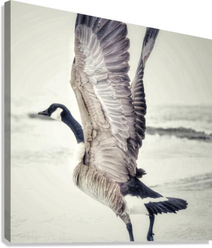 Taking off Canvas Print