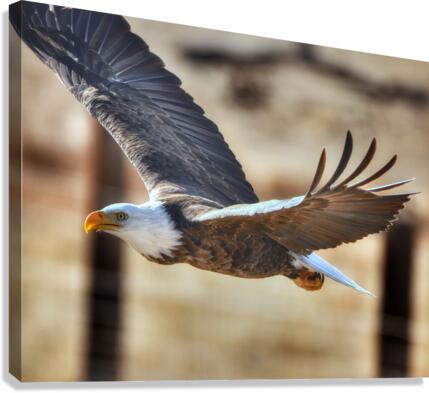 Flying eagle Canvas Print