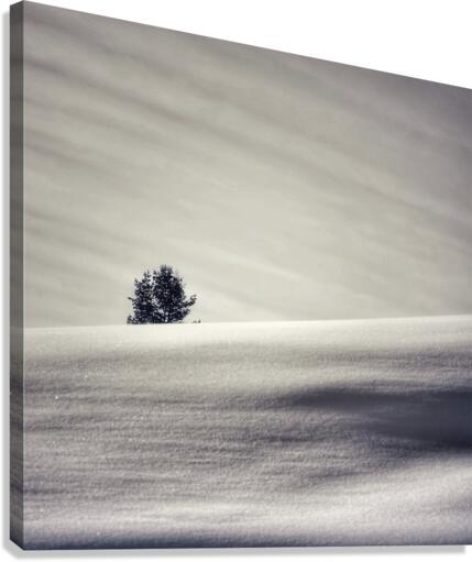 Lone tree Canvas Print