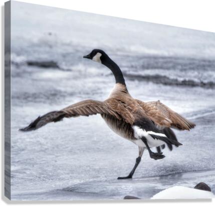 On the run Canvas Print