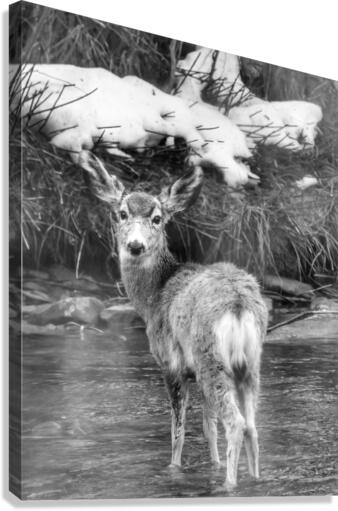 Deer Canvas Print