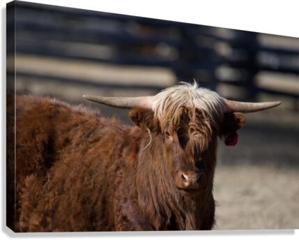 Highlander cow Canvas Print