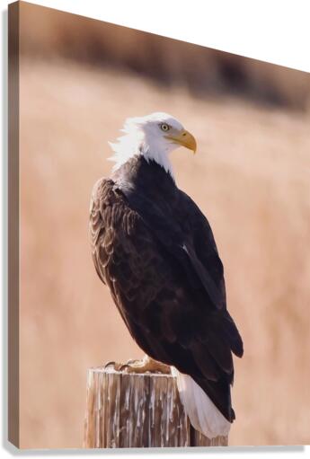 Bald eagle  Canvas Print