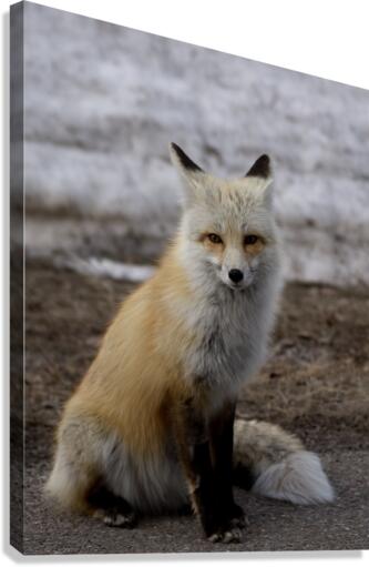 Red fox Canvas Print