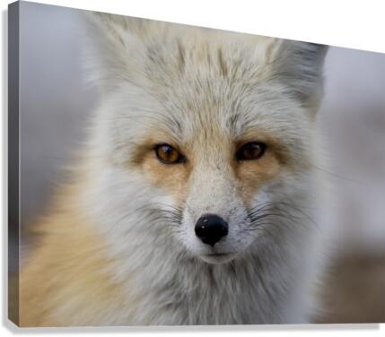 Red fox Canvas Print