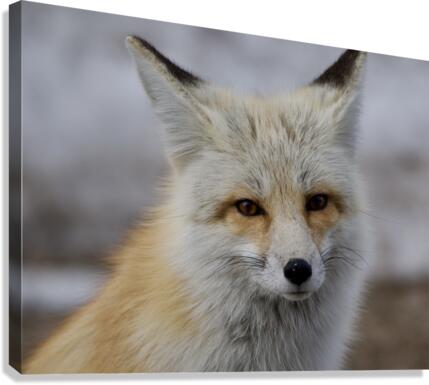 Red fox Canvas Print