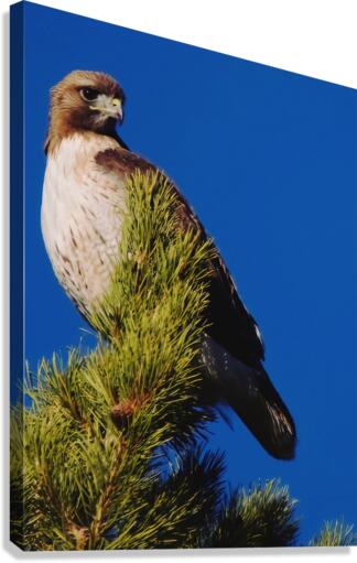 Red-tailed Hawk Canvas Print
