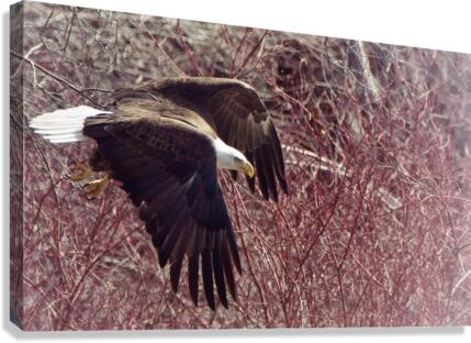 Bald Eagle flying Canvas Print