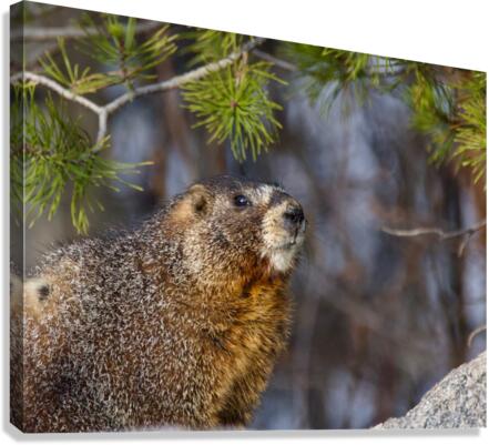 Marmot Canvas Print
