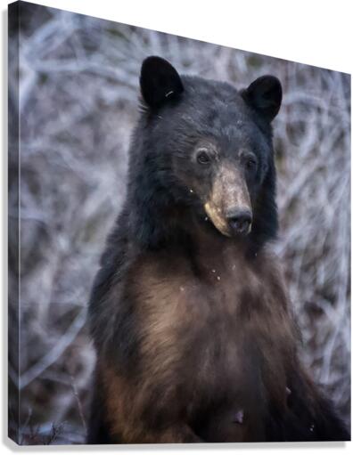 Mama Bear Canvas Print