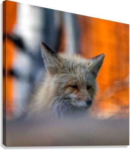 sleepy fox Canvas Print