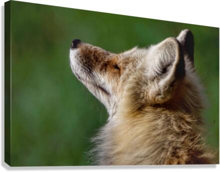 Always posing Canvas Print