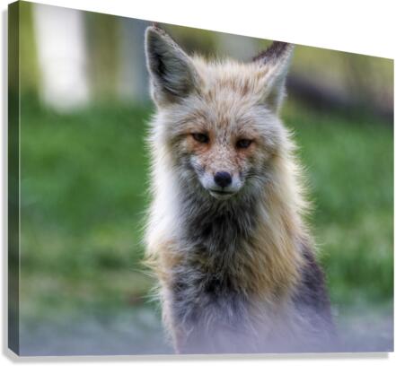 Handsome fox Canvas Print