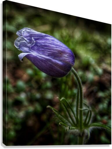 Crocus  Canvas Print