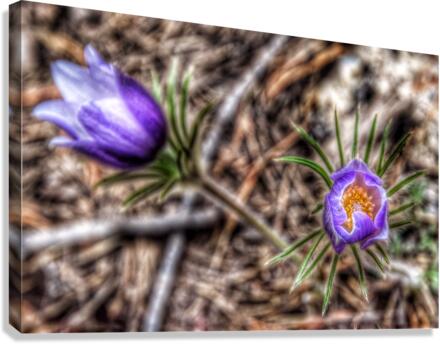 Wildflowers  Canvas Print
